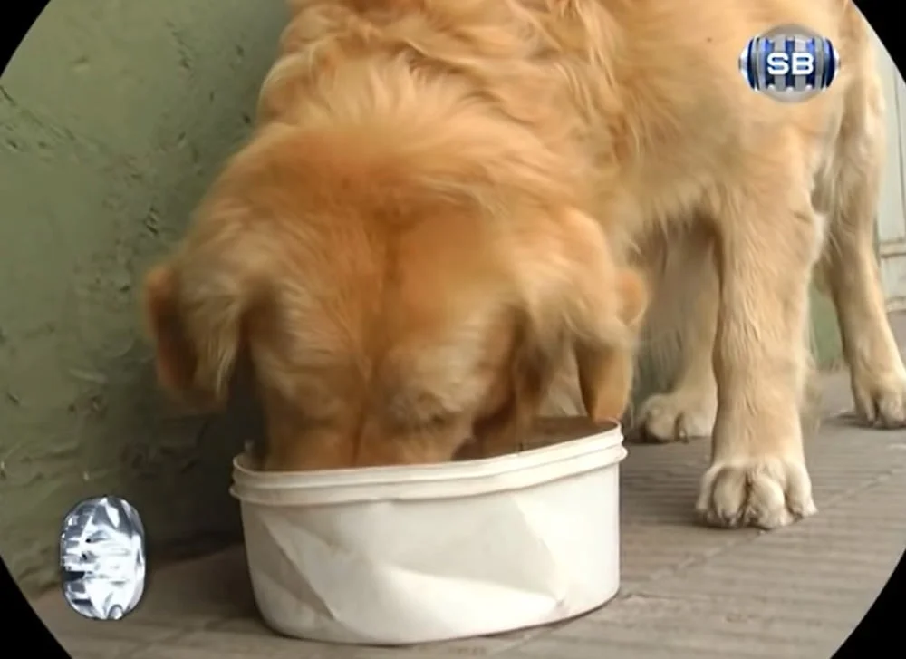 Buddy conseguía su propia comida