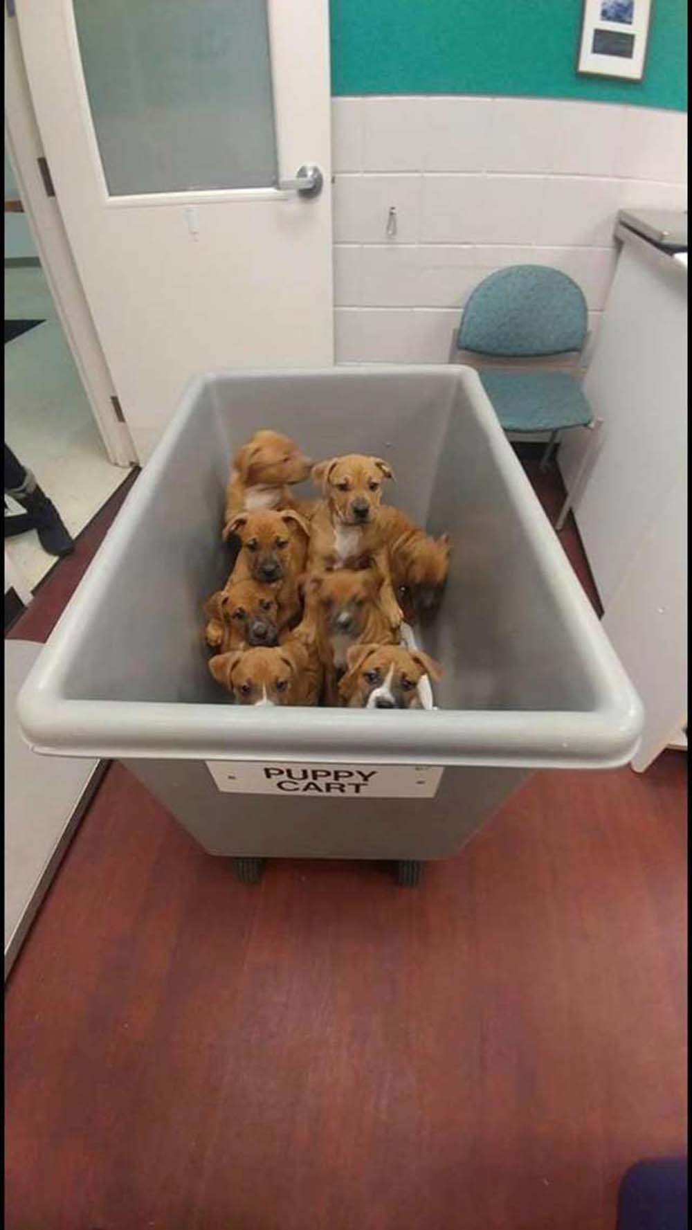 Este "carrito de cachorros" de un refugio es lo más adorable que verás hoy 9 Cachorros