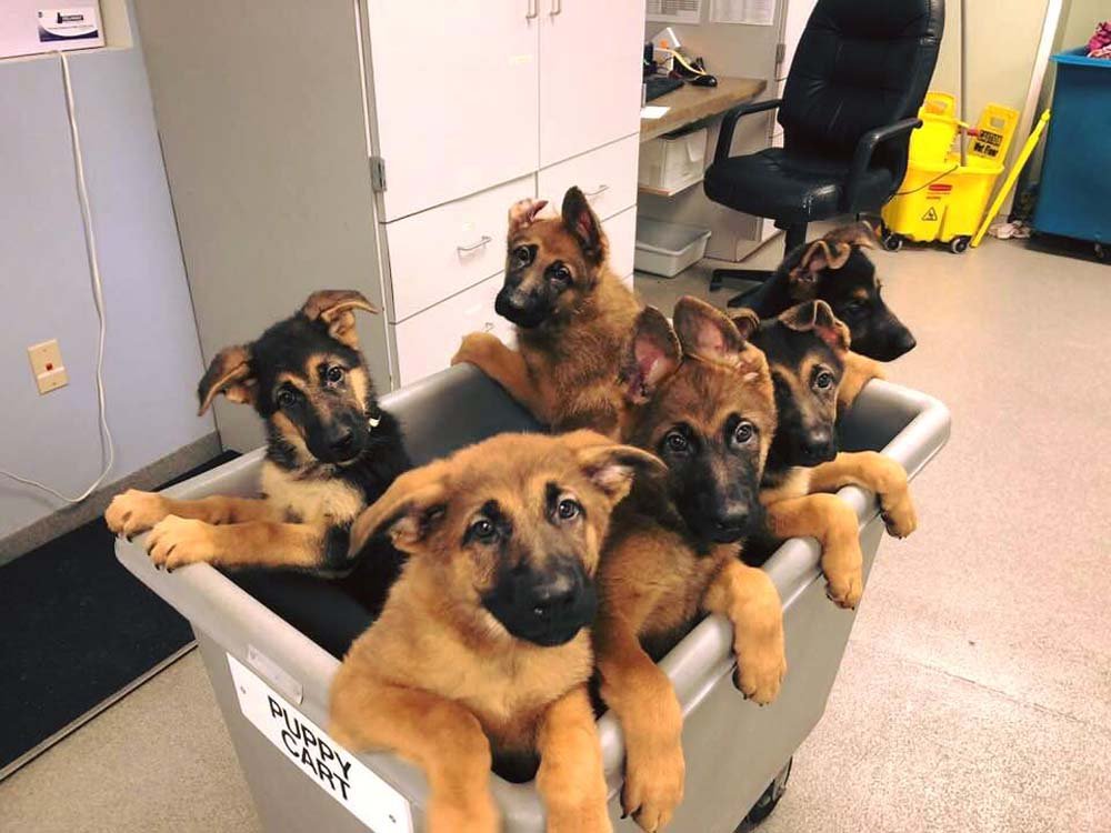 Este "carrito de cachorros" de un refugio es lo más adorable que verás hoy 10 Camada de cachorros