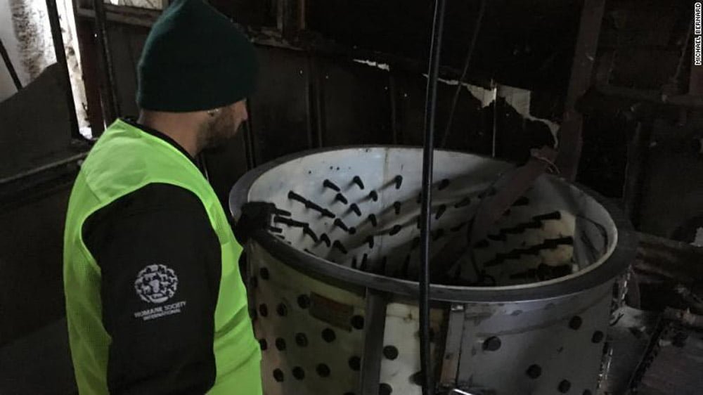 Corea del Sur cierra su mayor matadero de carne de perro en donde los animales eran electrocutados 14 Carne de perro en Corea del sur