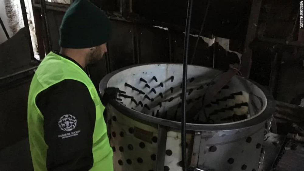 Corea del Sur cierra su mayor matadero de carne de perro en donde los animales eran electrocutados 7 Carne de perro en Corea del sur