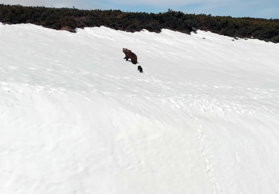 Dos osos huyen de dron
