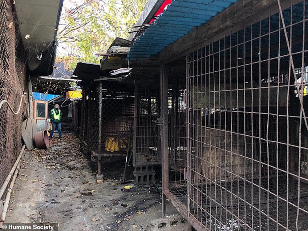 Corea del Sur cierra su mayor matadero de carne de perro en donde los animales eran electrocutados 13 El mayor matadero de carne de perro en Corea del Sur
