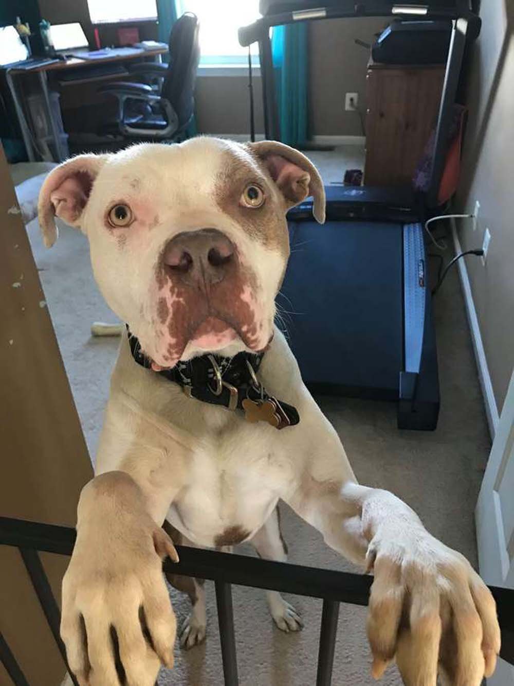 Este pitbull fue encontrado atado a un árbol con una cadena tan apretada que apenas podía moverse 10 El merece una segunda oportunidad de vida