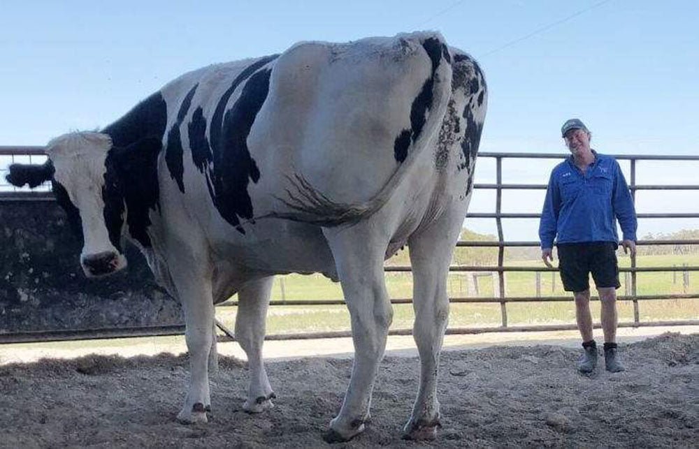 Enorme novillo que pesa más que un automóvil se salva de ir al matadero gracias a su tamaño 8 Enorme vaca Knickers