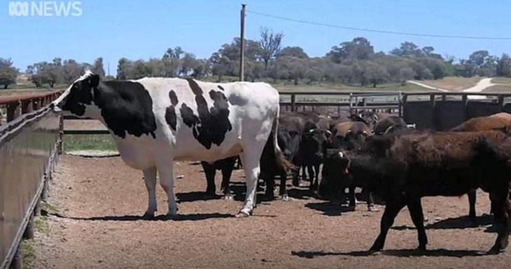 Enorme novillo que pesa más que un automóvil se salva de ir al matadero gracias a su tamaño 6 Enorme vaca