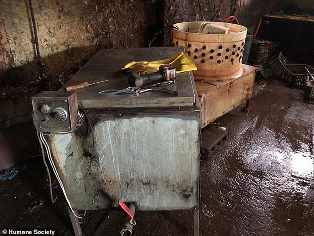 Corea del Sur cierra su mayor matadero de carne de perro en donde los animales eran electrocutados 2 HSI
