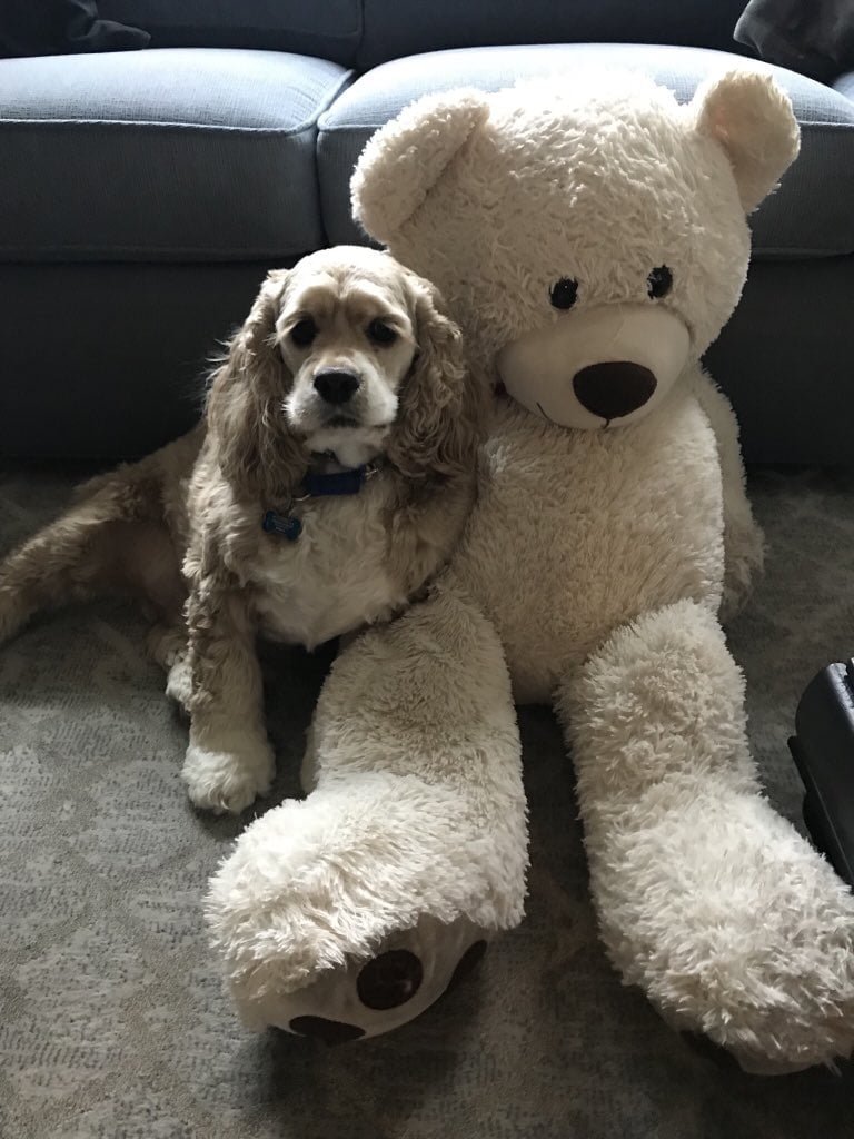 Habs y su oso Habs y su oso
