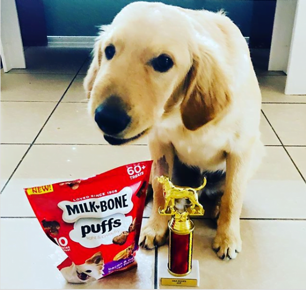 Perrito héroe que salvó a su mamá del ataque de una serpiente recibe el premio como el mejor perro del año 10 Héroe