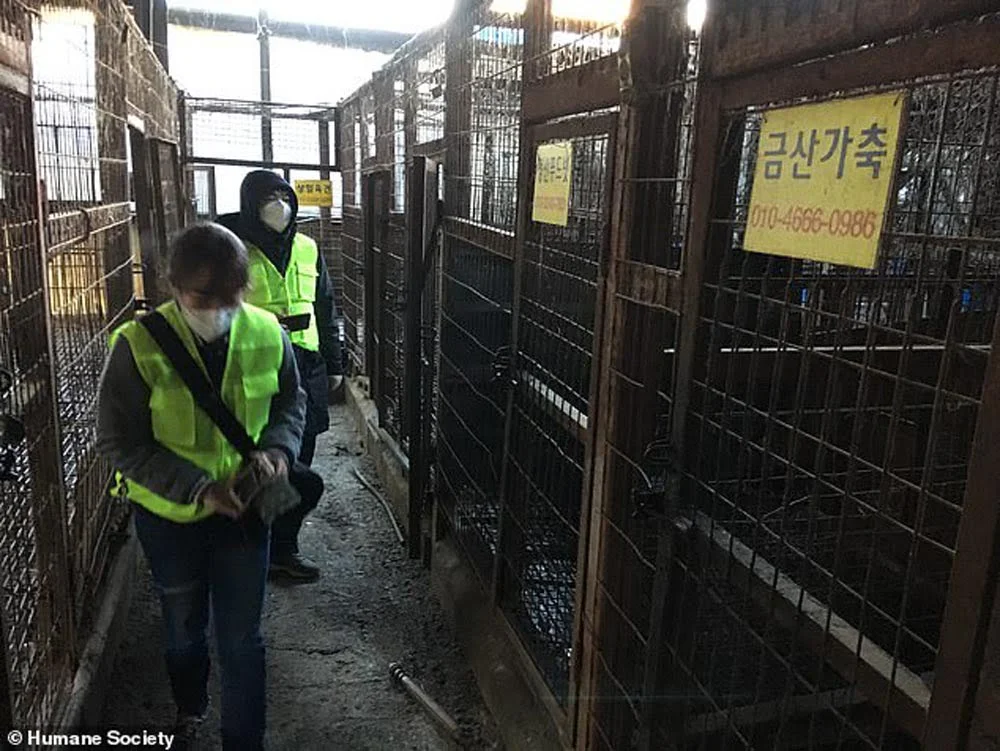 Corea del Sur cierra su mayor matadero de carne de perro en donde los animales eran electrocutados 1 Humane Society International