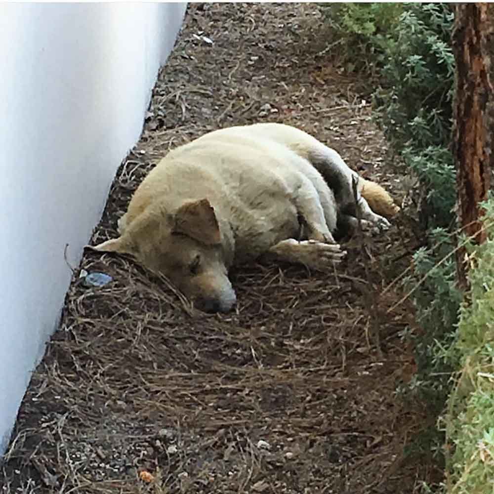 Perro fue encontrado viviendo sobre la tierra después de que su familia se mudó y lo abandonó 7 Larry fue abandonado