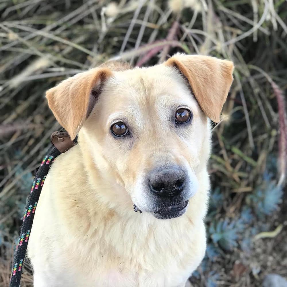 Perro fue encontrado viviendo sobre la tierra después de que su familia se mudó y lo abandonó 9 Larry necesita un hogar