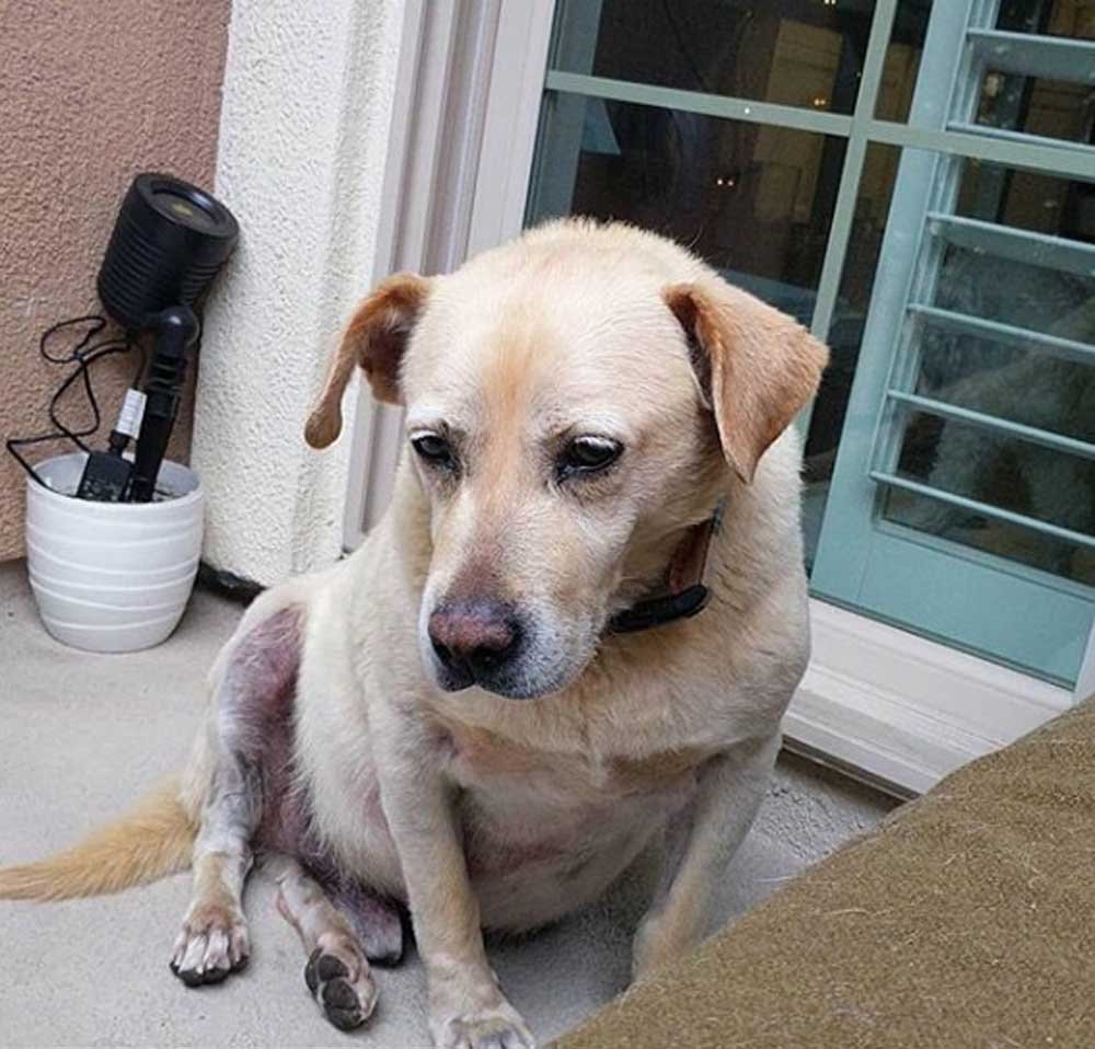 Perro fue encontrado viviendo sobre la tierra después de que su familia se mudó y lo abandonó 8 Larry