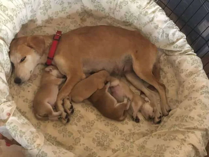 Mama y sus cachorros
