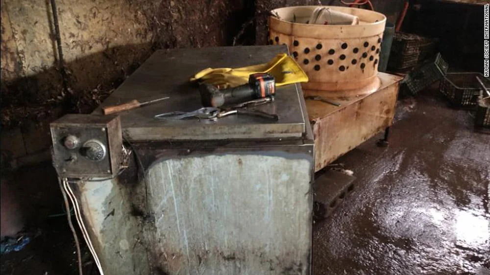 Corea del Sur cierra su mayor matadero de carne de perro en donde los animales eran electrocutados 4 Matadero de perros