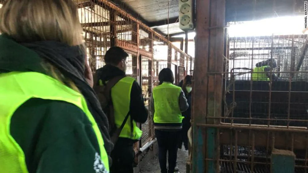 Corea del Sur cierra su mayor matadero de carne de perro en donde los animales eran electrocutados 3 Matadero en corea del sur