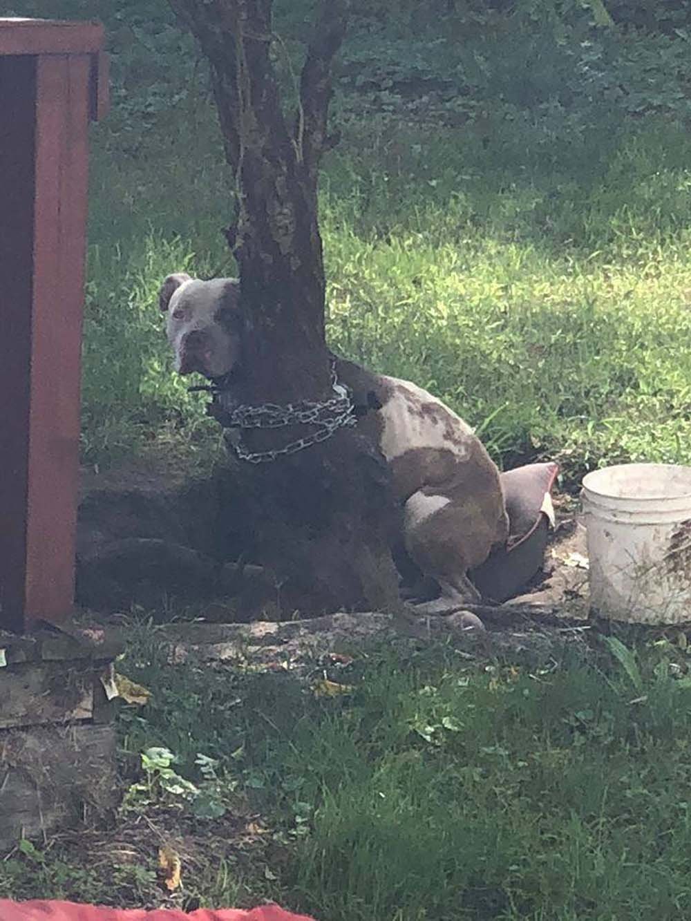Este pitbull fue encontrado atado a un árbol con una cadena tan apretada que apenas podía moverse 7 Max encadenado