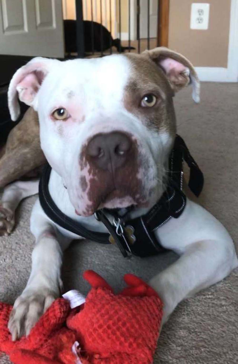 Este pitbull fue encontrado atado a un árbol con una cadena tan apretada que apenas podía moverse 11 Max es un perro genial