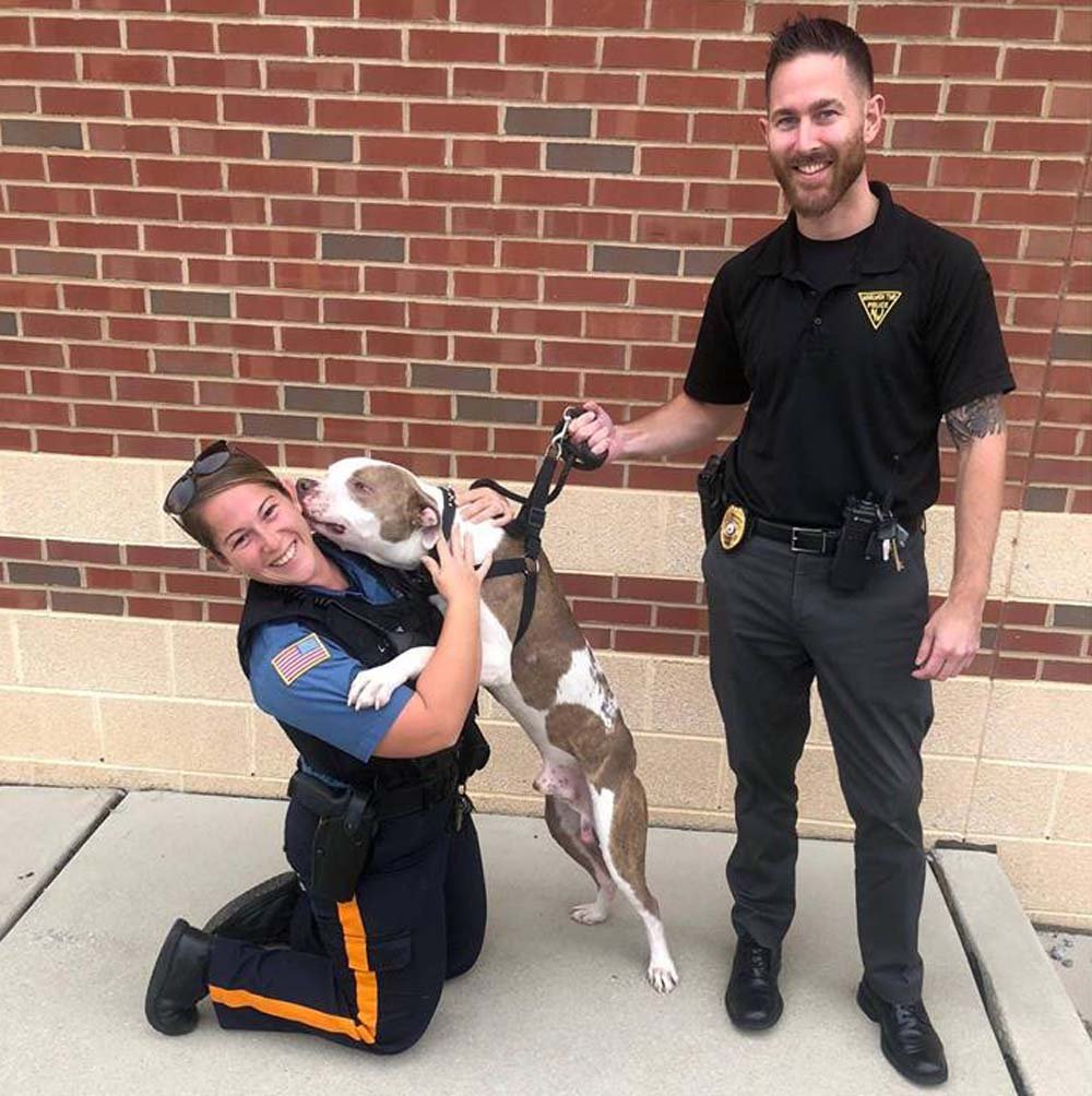 Este pitbull fue encontrado atado a un árbol con una cadena tan apretada que apenas podía moverse 9 Max fue rescatado