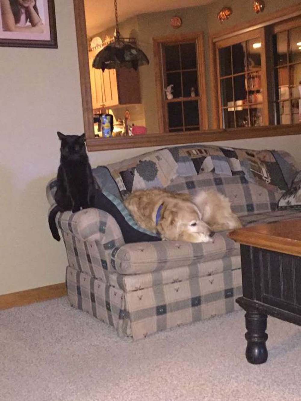Gato con el corazón roto encuentra consuelo oliendo el collar de su amigo perro 8 Mejores amigos