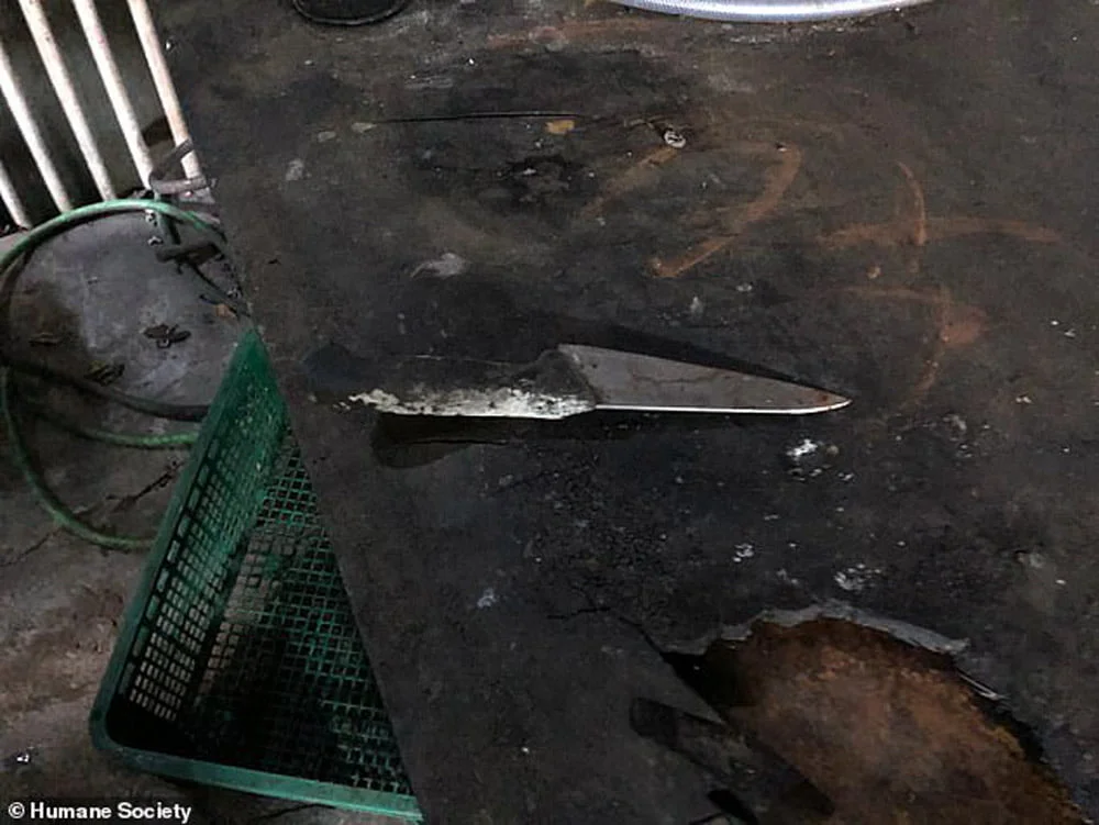Corea del Sur cierra su mayor matadero de carne de perro en donde los animales eran electrocutados 5 Mercado de carne de perro
