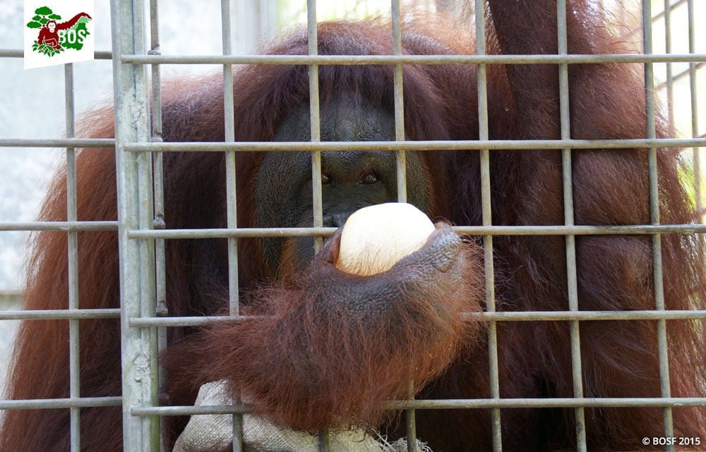 Esta orangután fue obligada a trabajar como esclava sexual en un burdel 11 Orangután