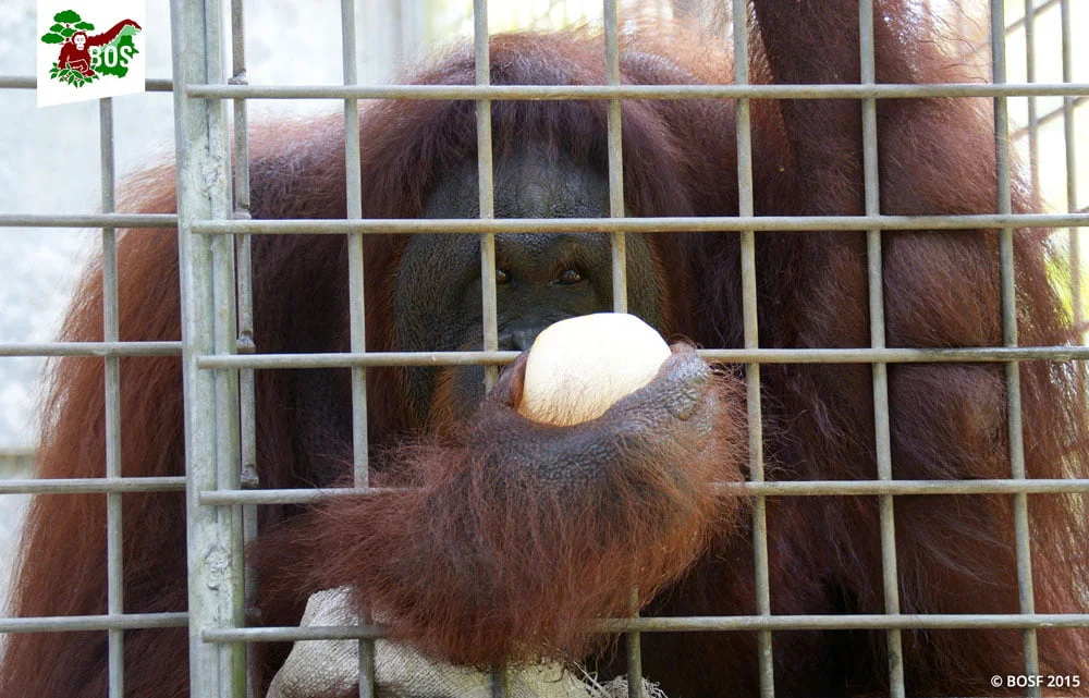 Orangután