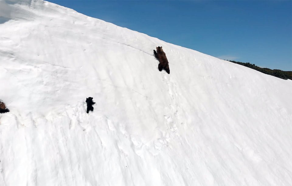 Oso bebé huye junto a su madre