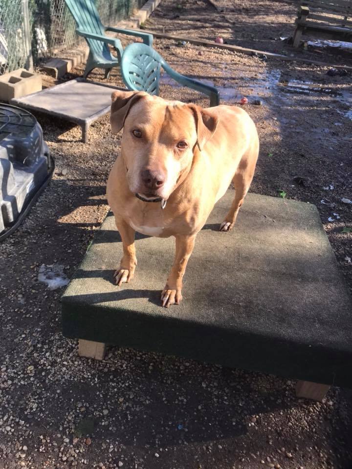 Perrita busca hogar Perrita busca hogar