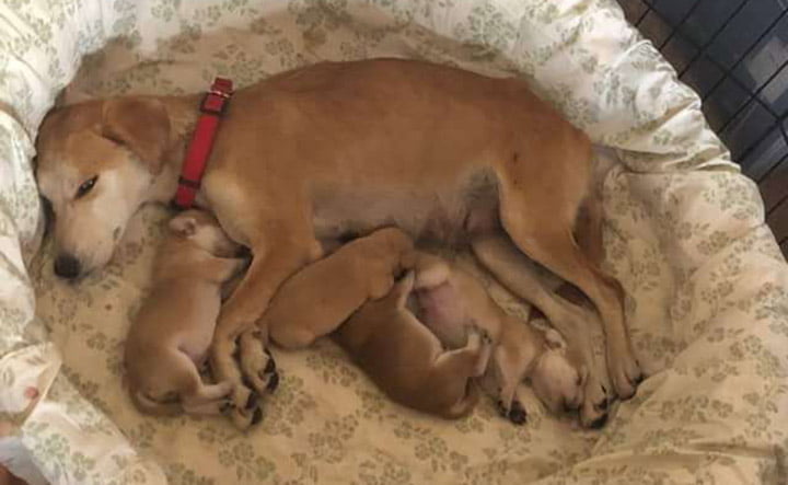 Perrita rescatada en el desierto guía a sus rescatistas hacia sus cachorros escondidos 1 Perrita guía a rescatistas hacia sus cachorros escondidos