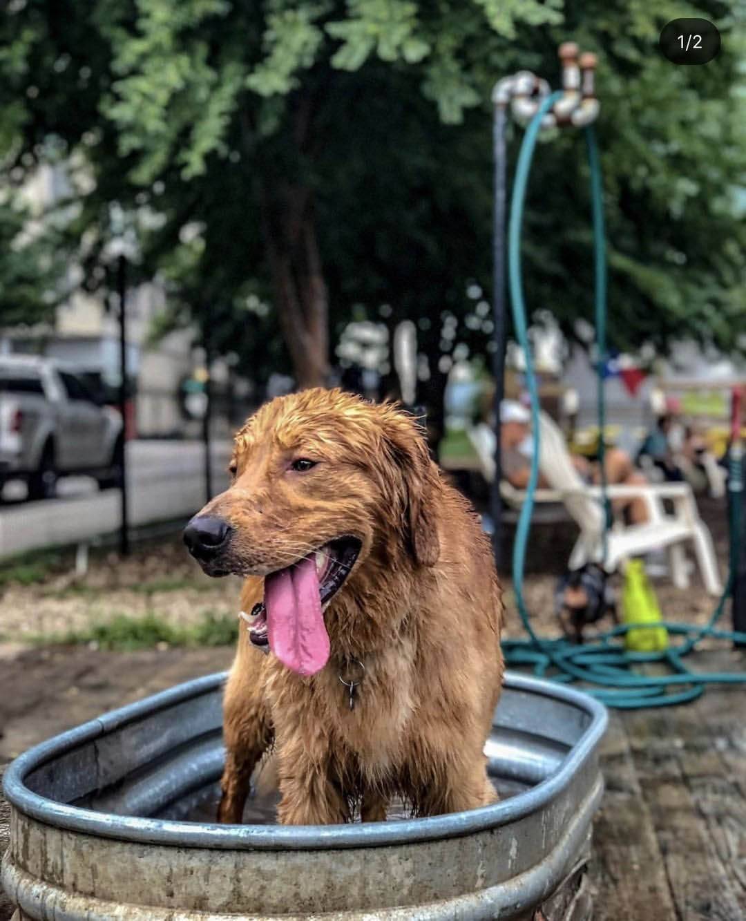 Perrito bañándose Perrito bañándose