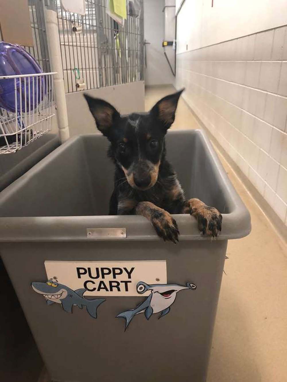Este "carrito de cachorros" de un refugio es lo más adorable que verás hoy 8 Perrito