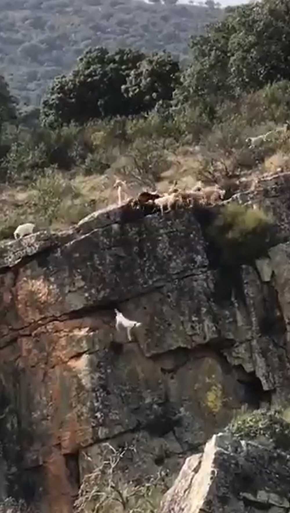 Perros caen por un peñasco