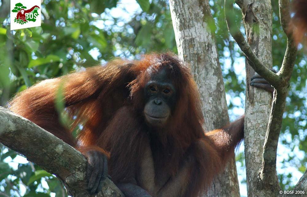 Esta orangután fue obligada a trabajar como esclava sexual en un burdel 12 Pony en libertad