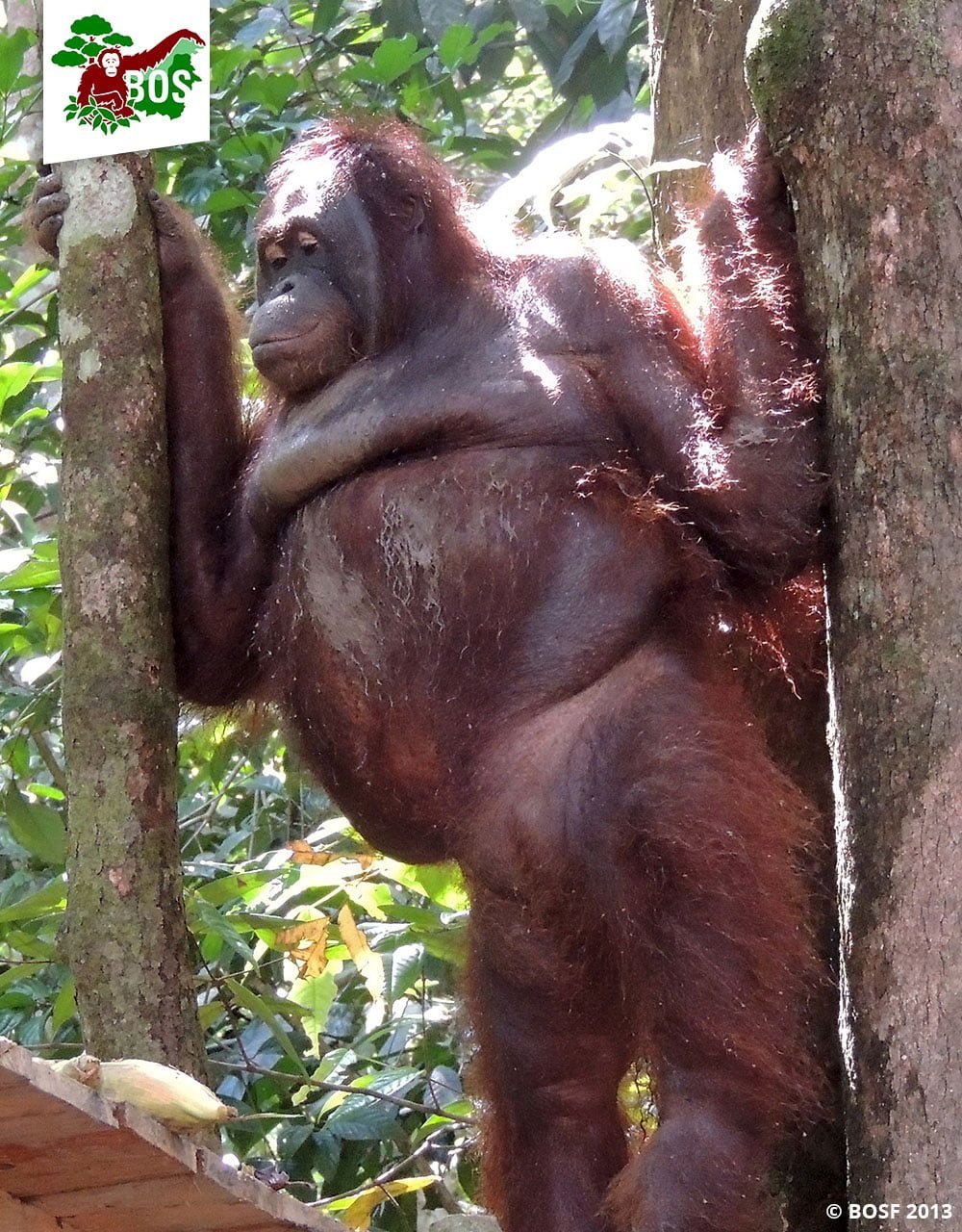 Esta orangután fue obligada a trabajar como esclava sexual en un burdel 8 Pony era utilizada como esclava sexual
