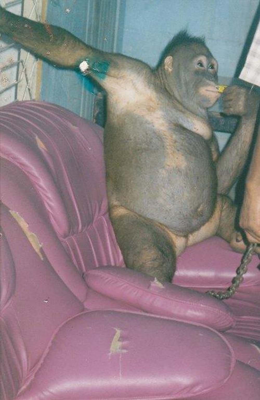 Esta orangután fue obligada a trabajar como esclava sexual en un burdel 7 Pony
