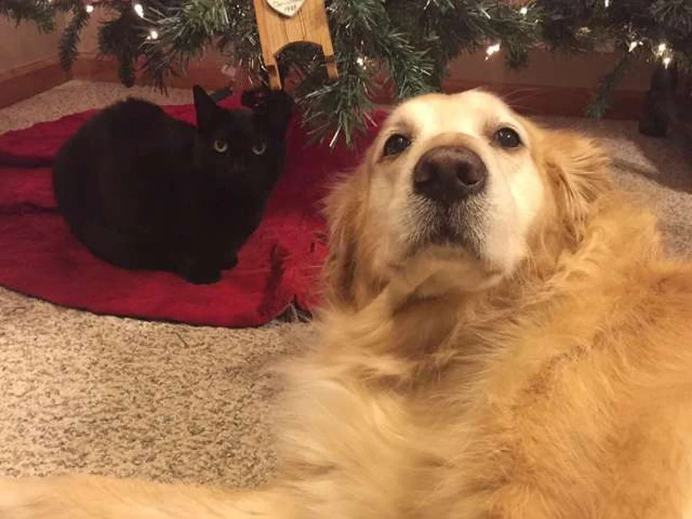 Gato con el corazón roto encuentra consuelo oliendo el collar de su amigo perro 11 Sam y Zeus
