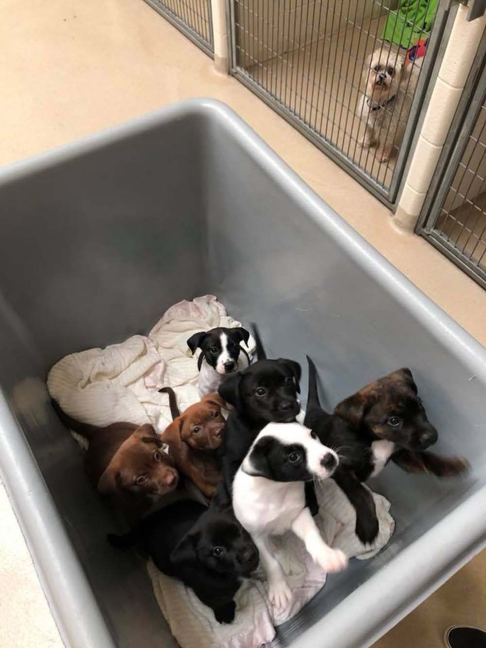 Este "carrito de cachorros" de un refugio es lo más adorable que verás hoy 7 Sociedad humana de nebraska