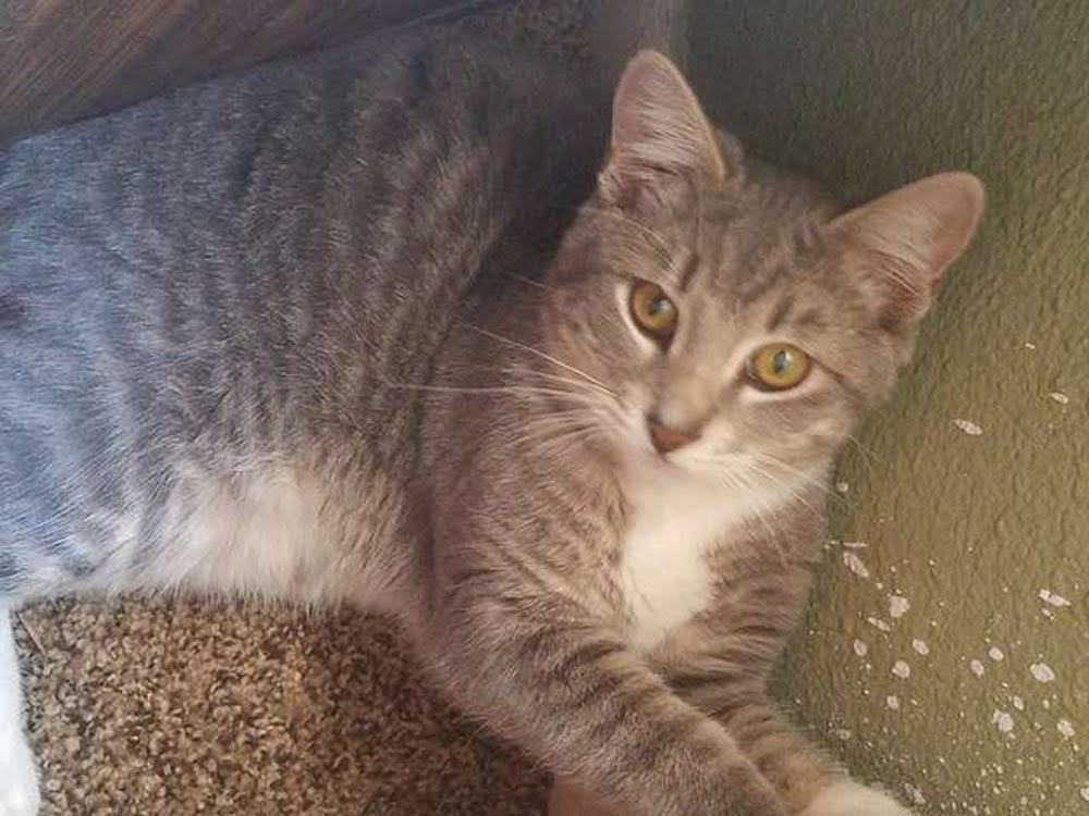 Gatito que sobrevivió a un incendio forestal nunca pensó que volvería a ver a su madre 1 Tabby Gris