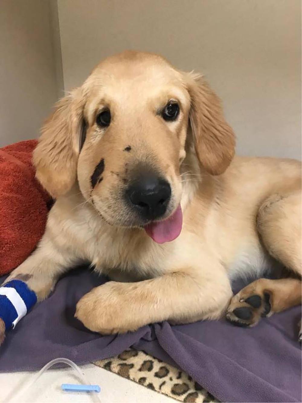 Perrito héroe que salvó a su mamá del ataque de una serpiente recibe el premio como el mejor perro del año 7 Todd