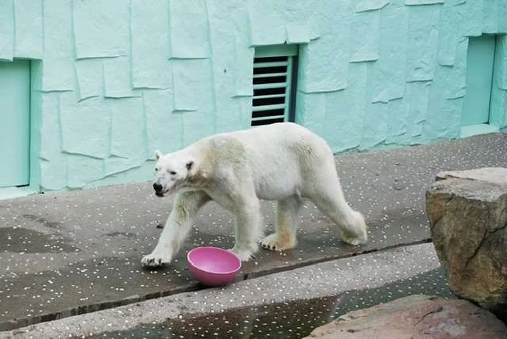 El oso polar más triste del mundo muere tras permanecer 21 años en un zoológico 3 Tongki