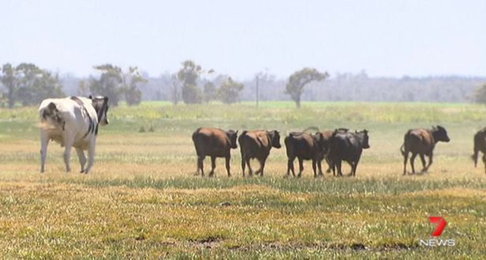 Enorme novillo que pesa más que un automóvil se salva de ir al matadero gracias a su tamaño 5 Vacas