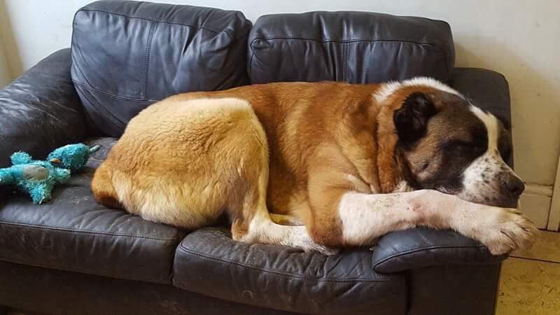 Winston en el sofá