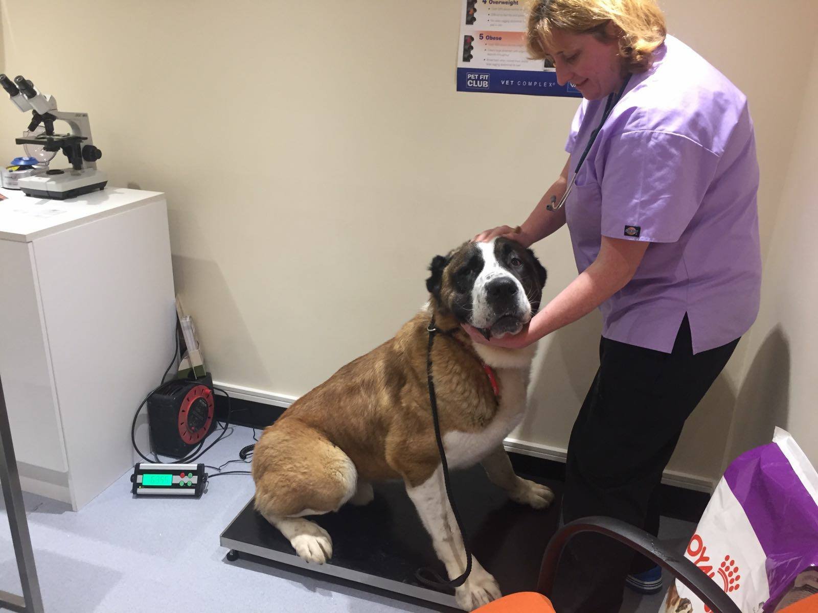 Winston en el veterinario