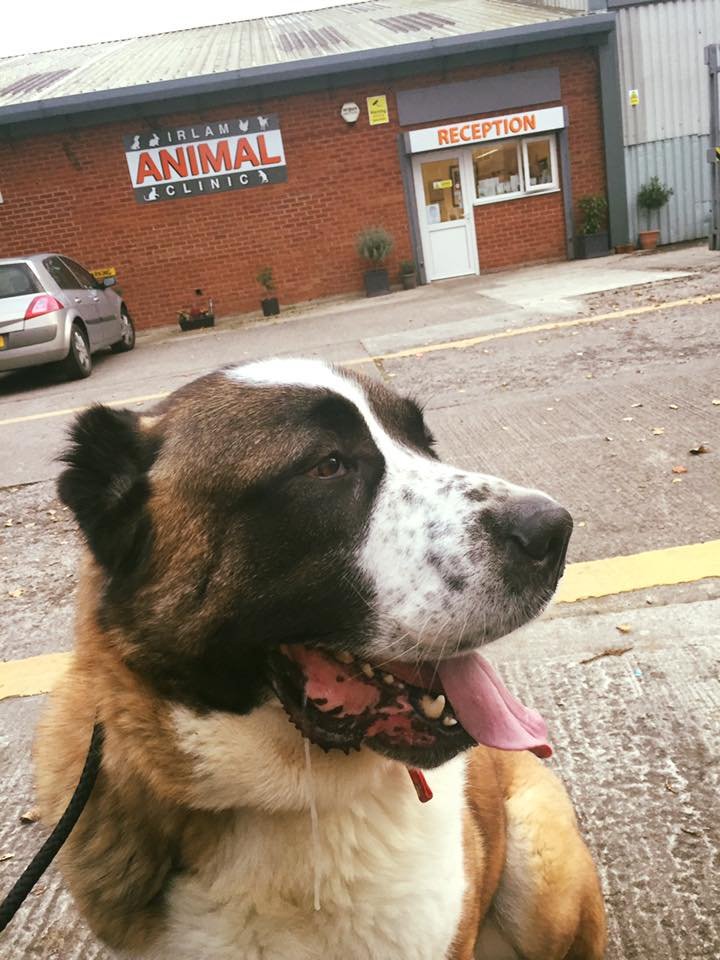 Winston paseando