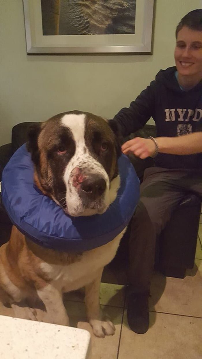 Winston recuperándose
