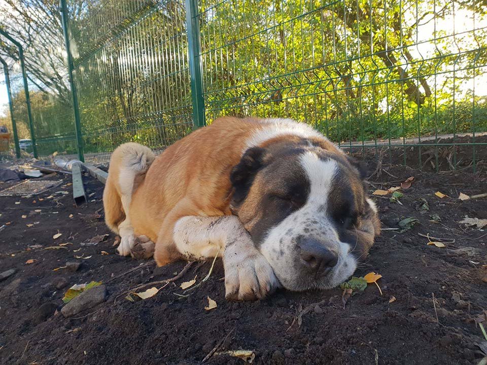 Winston