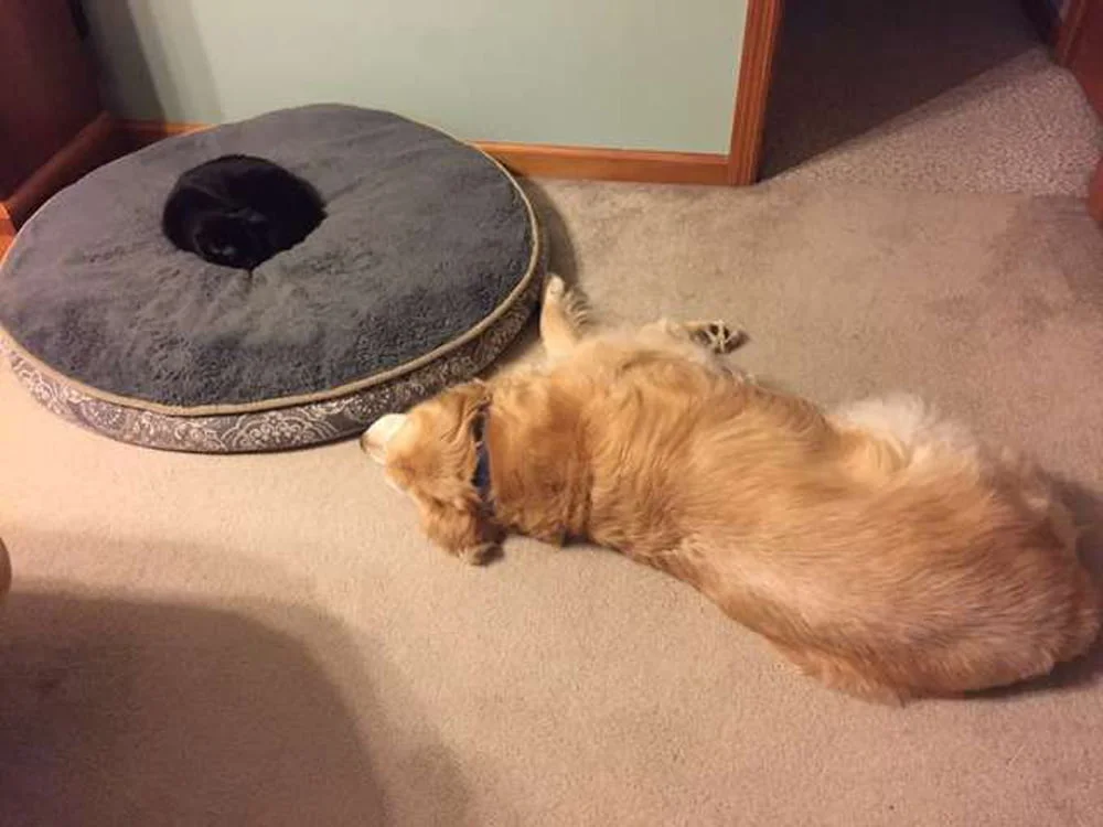 Gato con el corazón roto encuentra consuelo oliendo el collar de su amigo perro 9 Zeus y Sam