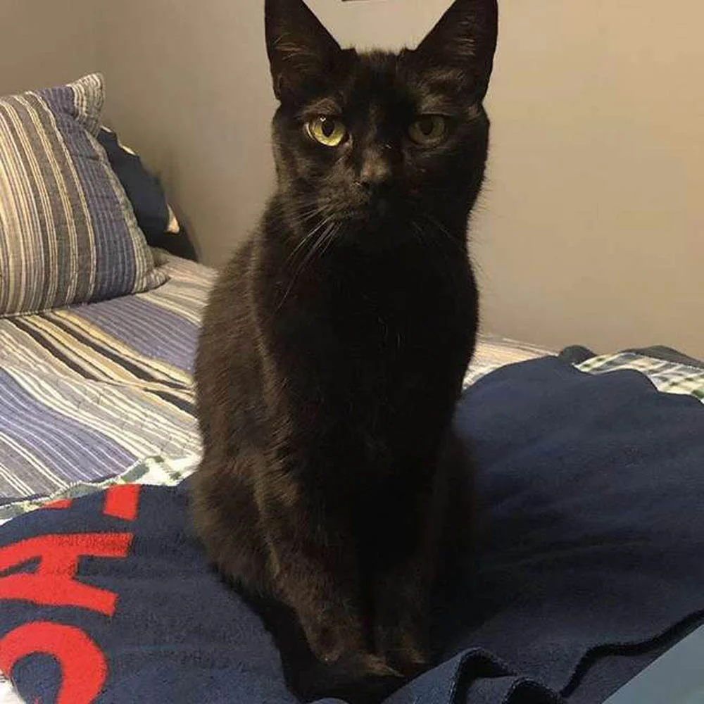 Gato con el corazón roto encuentra consuelo oliendo el collar de su amigo perro 7 Zeus