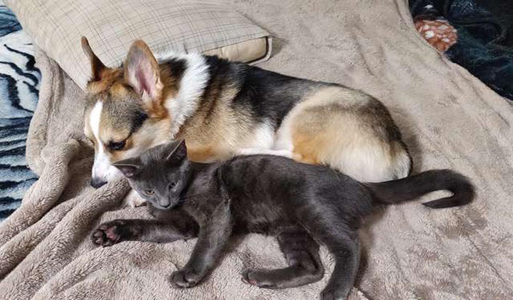 Gatito sin hogar le pide ayuda a un hombre y no lo deja ir 9 Amigos